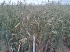 Рожь - Уральский НИИСХ - филиал ФГБНУ УрФАНИЦ УРО РАН
