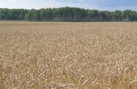 Горноуральская - Уральский НИИСХ - филиал ФГБНУ УрФАНИЦ УРО РАН