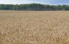 Горноуральская - Уральский НИИСХ - филиал ФГБНУ УрФАНИЦ УРО РАН