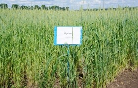 ИРГИНА - Уральский НИИСХ - филиал ФГБНУ УрФАНИЦ УРО РАН