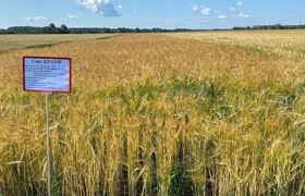 Крауф - Уральский НИИСХ - филиал ФГБНУ УрФАНИЦ УРО РАН