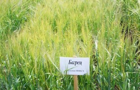 Багрец - Уральский НИИСХ - филиал ФГБНУ УрФАНИЦ УРО РАН