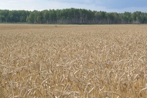 Горноуральская - Уральский НИИСХ - филиал ФГБНУ УрФАНИЦ УРО РАН