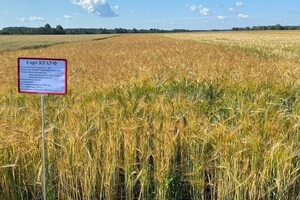Крауф - Уральский НИИСХ - филиал ФГБНУ УрФАНИЦ УРО РАН