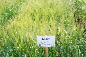 Багрец - Уральский НИИСХ - филиал ФГБНУ УрФАНИЦ УРО РАН