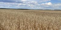 АПК зреет по науке - Уральский НИИСХ - филиал ФГБНУ УрФАНИЦ УРО РАН
