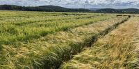 Два новых сорта пшеницы и ячменя вывели уральские ученые - Уральский НИИСХ - филиал ФГБНУ УрФАНИЦ УРО РАН
