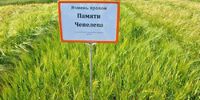 Уральский сорт ячменя стал лидером по объемам посевных площадей в России - Уральский НИИСХ - филиал ФГБНУ УрФАНИЦ УРО РАН