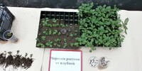 МЕЖДУНАРОДНАЯ НАУЧНО-ПРАКТИЧЕСКАЯ КОНФЕРЕНЦИЯ "СОВРЕМЕННОЕ СОСТОЯНИЕ КАРТОФЕЛЕВОДСТВА: ПРОБЛЕМЫ И ПУТИ РАЗВИТИЯ И ХХ ИННОВАЦИОННЫЙ СОВЕТ НИУ УРАЛА, ЗАПАДНОЙ СИБИРИ, ПОВОЛЖЬЯ И СЕВЕРНОГО КАЗАХСТАНА ПО КАРТОФЕЛЕВОДСТВУ (17-18 июля 2014 г., г. Екатеринбург, ГНУ Уральский НИИСХ)   - Уральский НИИСХ - филиал ФГБНУ УрФАНИЦ УРО РАН