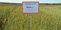 ИРЕНЬ ВОЗГЛАВИЛА ДЕСЯТКУ СОРТОВ-ЛИДЕРОВ В РЕЙТИНГЕ ЯРОВЫХ ПШЕНИЦ В РОССИИ - Уральский НИИСХ - филиал ФГБНУ УрФАНИЦ УРО РАН