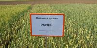 СЕМЕНА УРАЛЬСКИХ СЕЛЕКЦИОНЕРОВ ДАЛИ РЕКОРДНЫЙ УРОЖАЙ В СТРАНЕ - Уральский НИИСХ - филиал ФГБНУ УрФАНИЦ УРО РАН