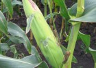 Кукуруза по зерновой технологии